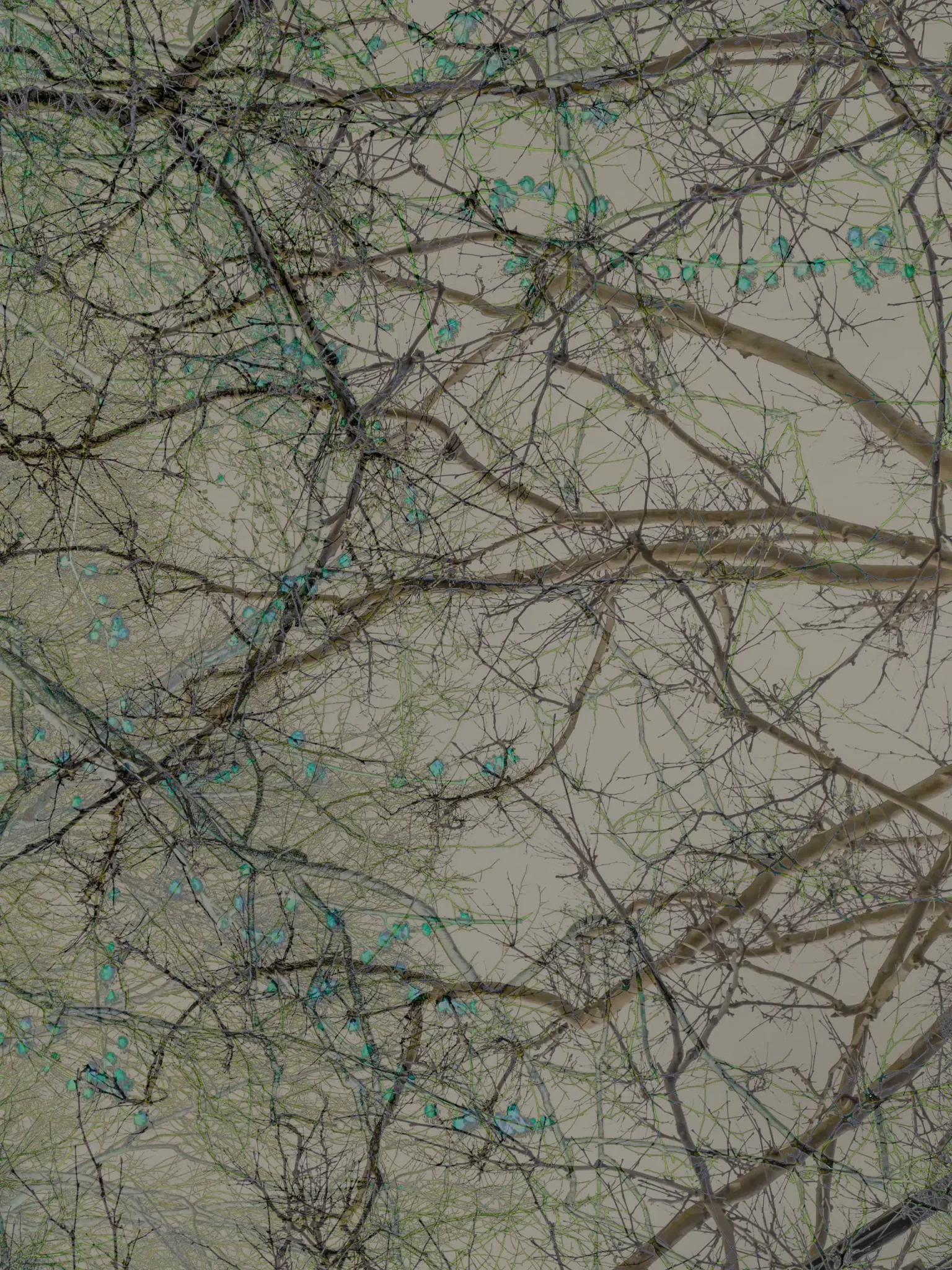 MATTHEW SWARTS A VISUAL network of bare tree branches and scattered small turquoise leaves is silhouetted against a muted, cloudy sky in this ART by MATTHEW SWARTS, giving the image a layered, almost abstract appearance.