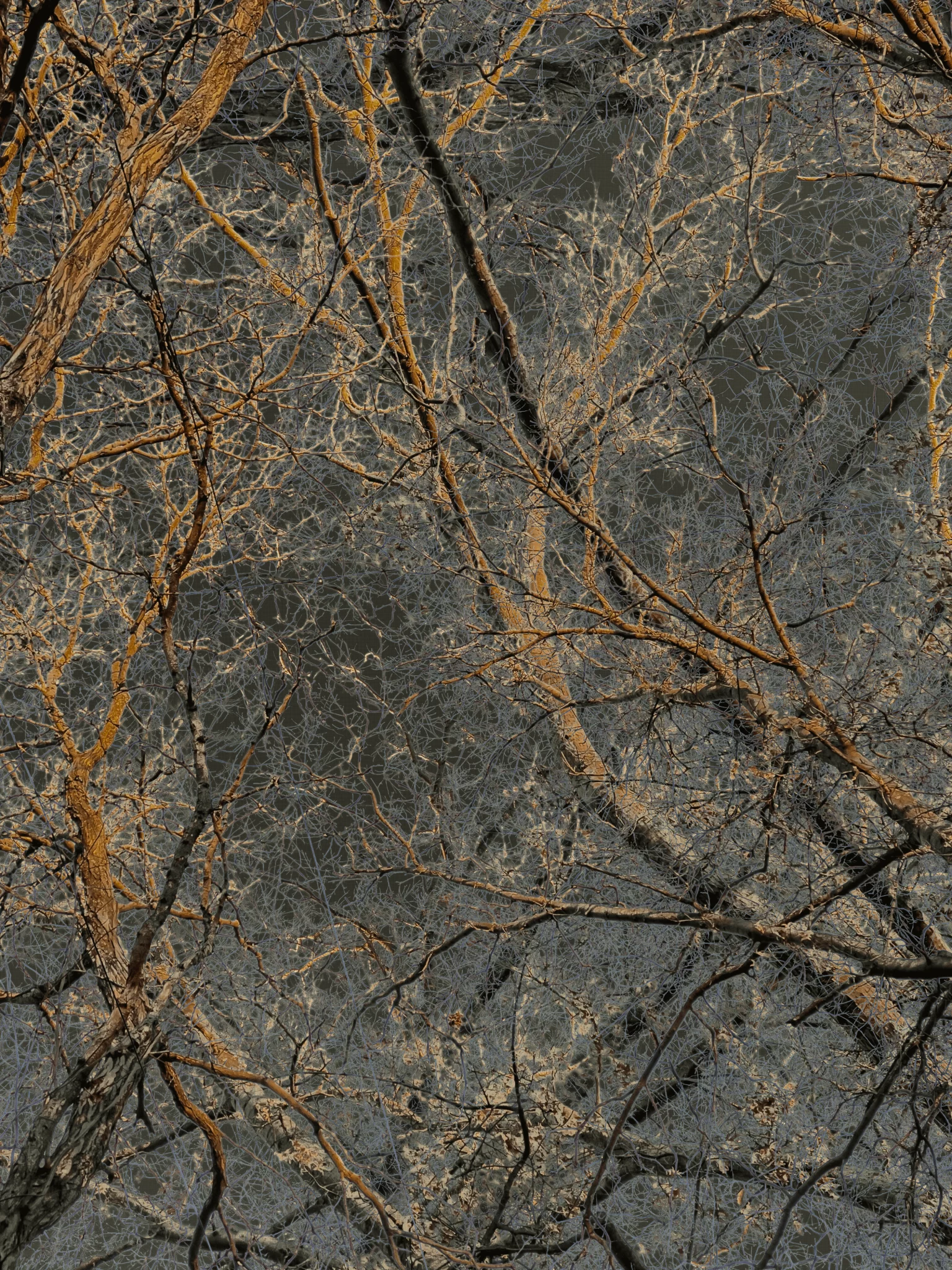 MATTHEW SWARTS A dense network of bare tree branches with golden-brown highlights overlays a dark, textured background, creating an intricate and tangled pattern reminiscent of contemporary art by Matthew Swarts.