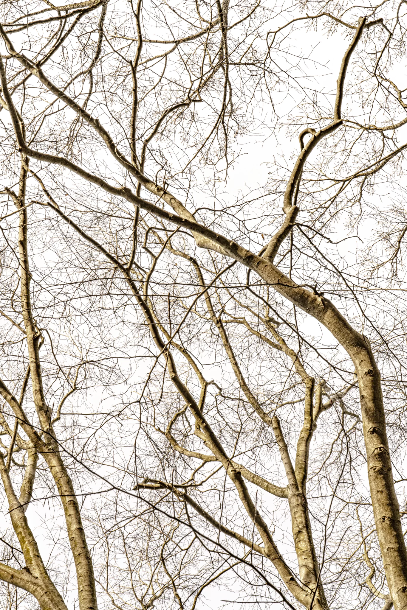 MATTHEW SWARTS Leafless tree branches crisscross against a bright, overexposed sky, creating an intricate, web-like pattern—an image that evokes the perspective of a contemporary artist drawn to striking VISUAL contrasts in winter or early spring.