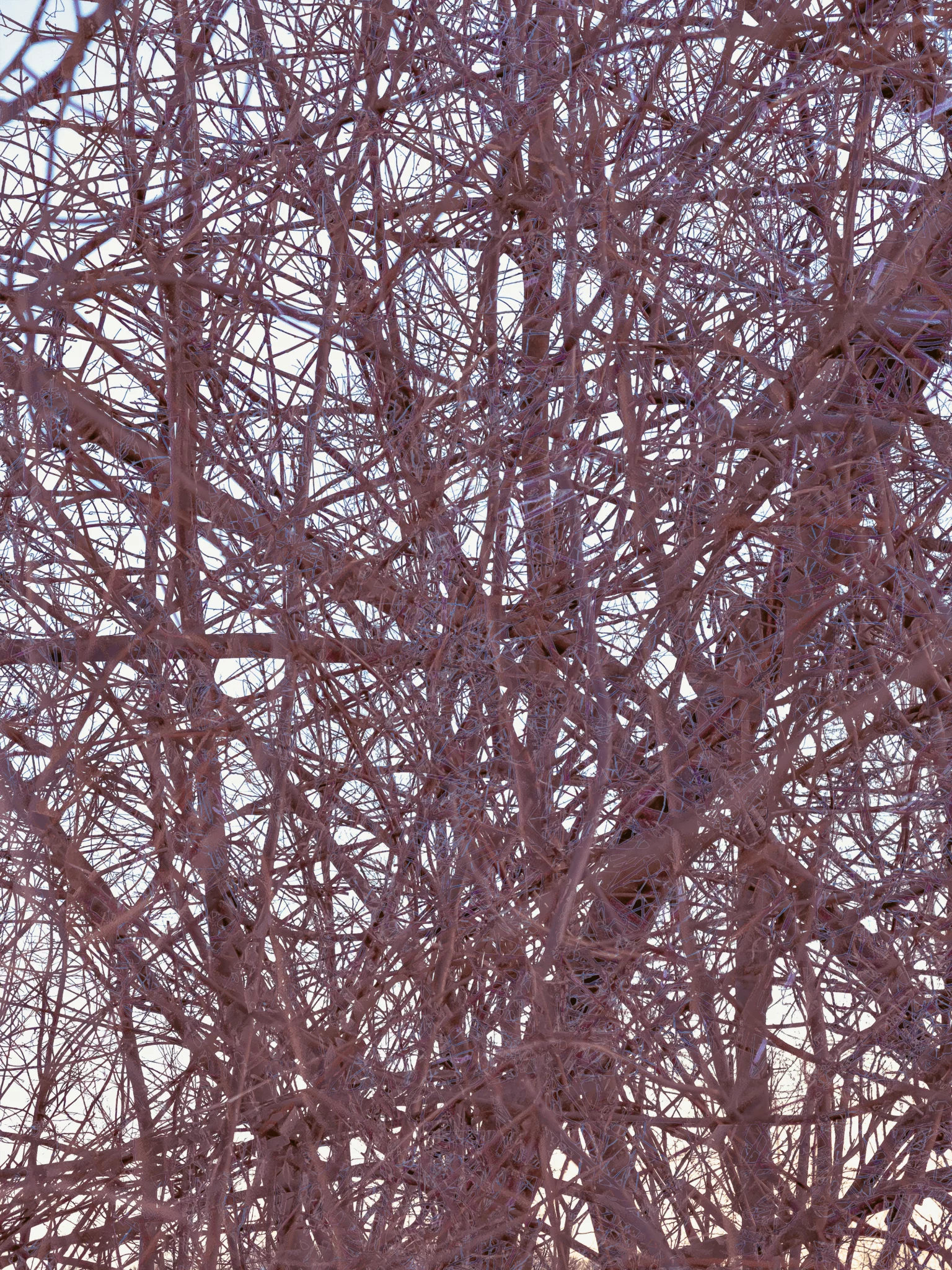 MATTHEW SWARTS A dense network of bare, intertwined tree branches in winter, captured by artist Matthew Swarts, creates a complex, tangled pattern against a pale sky in this striking piece of photography.