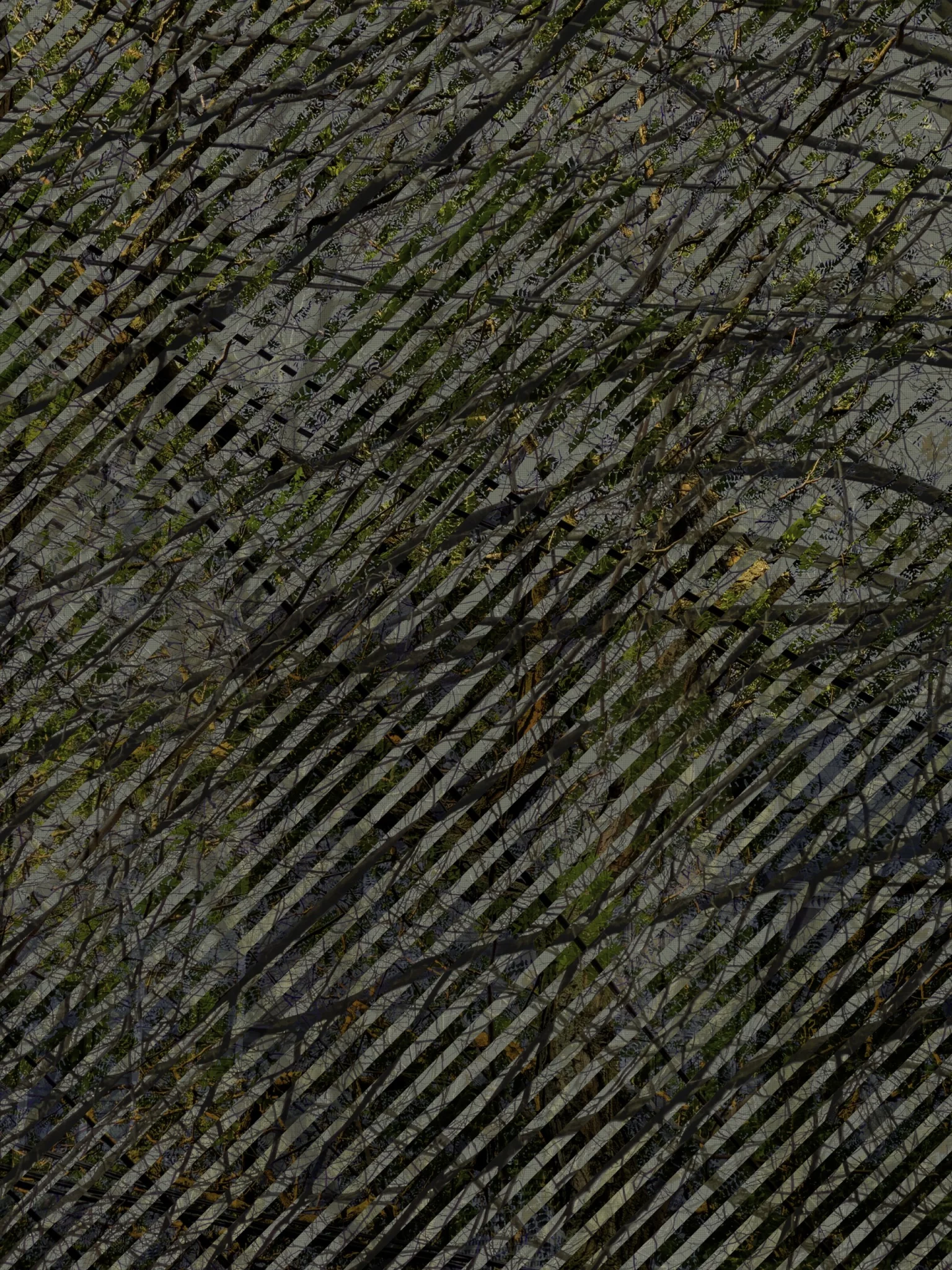 MATTHEW SWARTS A dense tangle of thin tree branches with sparse green leaves is seen through diagonal black lines that create a pattern across the entire image, offering a striking example of contemporary visual photography. The background is mostly grayish.