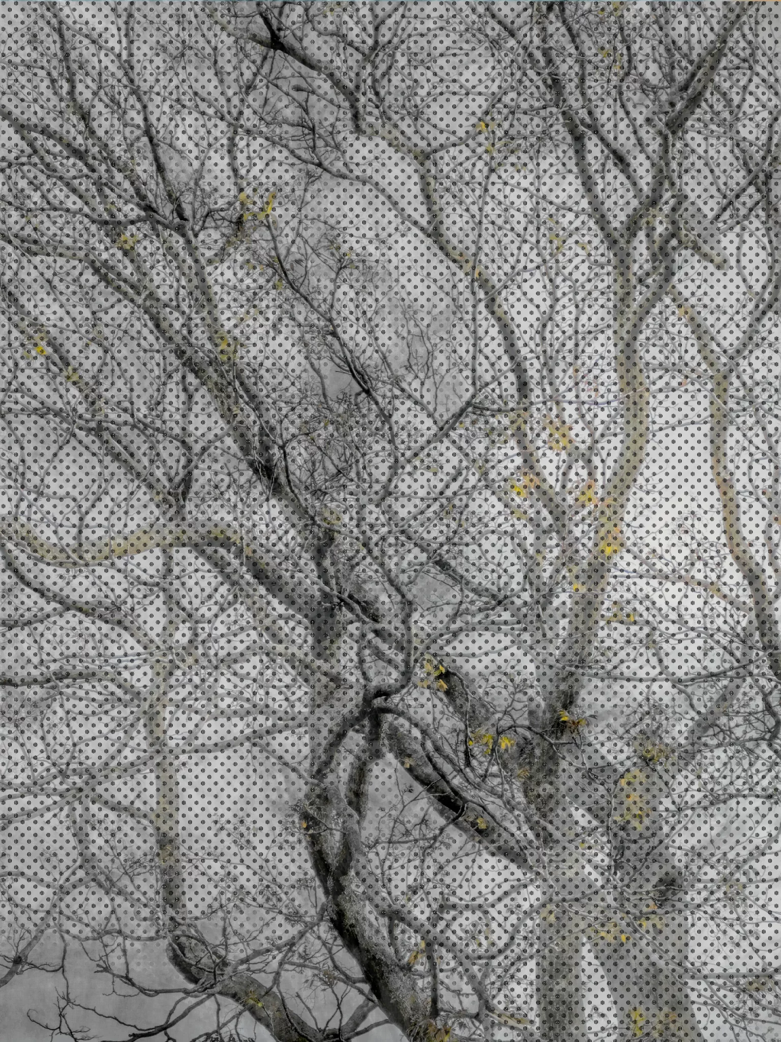 MATTHEW SWARTS Bare, leafless tree branches with a few yellow birds perched on them, set against a cloudy gray sky. The entire image, by artist Matthew Swarts, is overlaid with a grid of small black dots, giving it a textured, patterned effect.