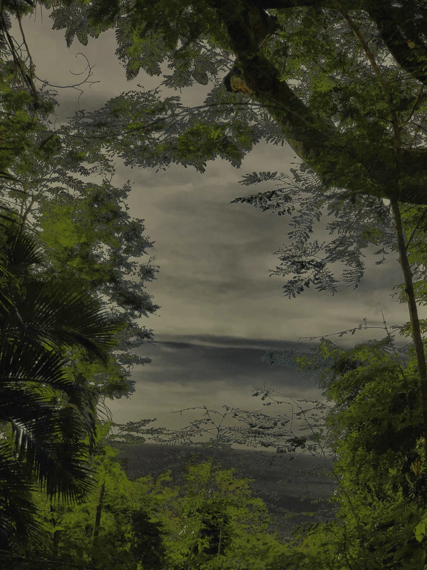 MATTHEW SWARTS GUADELOUPE IMG 5742 1b