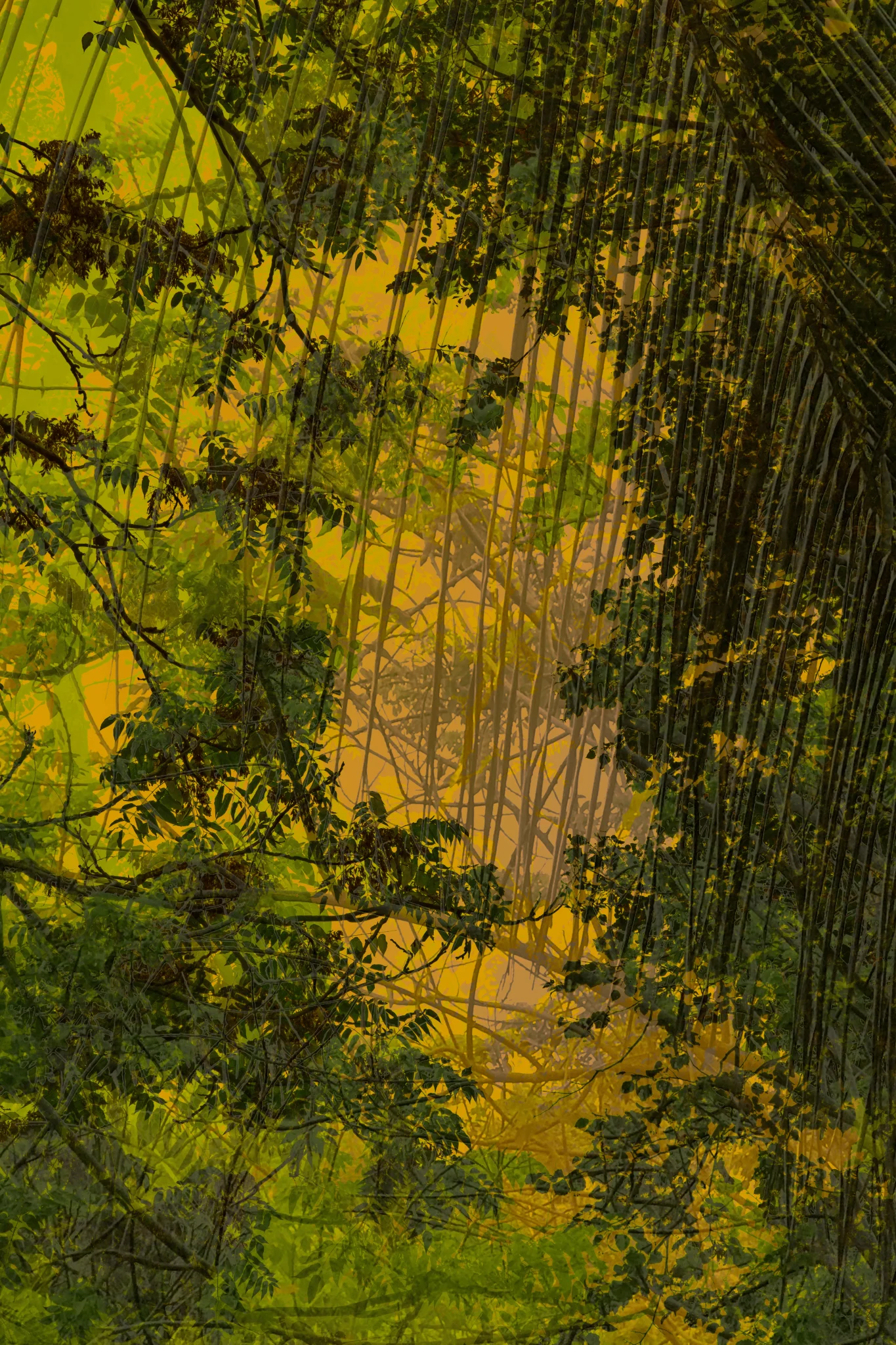 MATTHEW SWARTS DSC00092 1b 1b 2