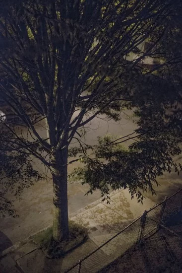 MATTHEW SWARTS A tree with bare branches and some leaves stands in front of a street at night, illuminated by a warm light.