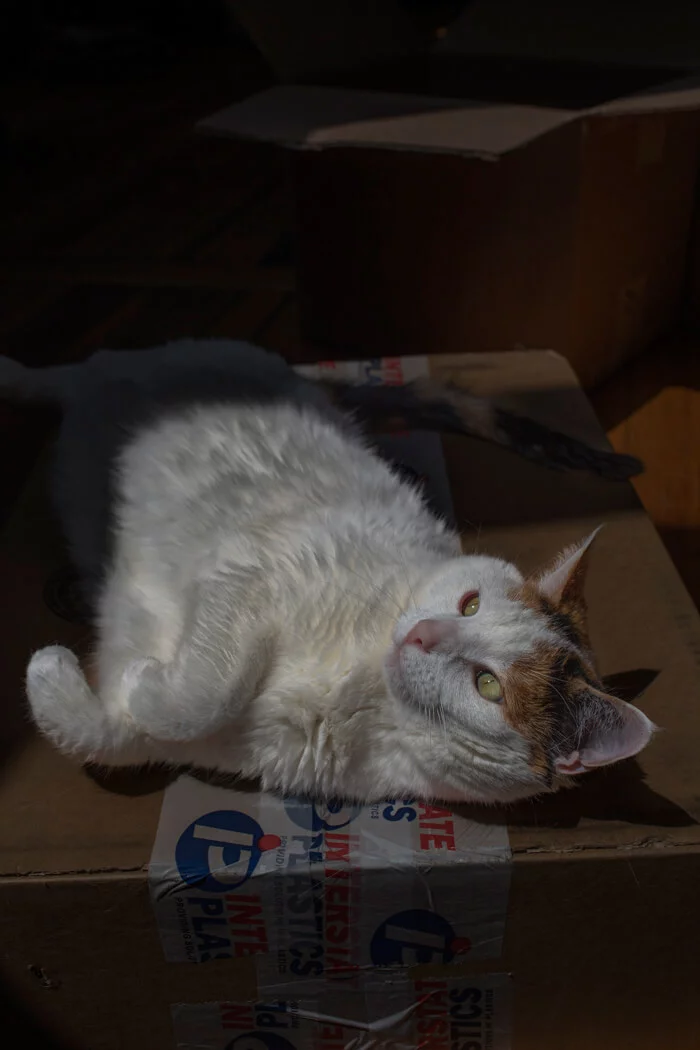 MATTHEW SWARTS A white and brown cat lies on its side on a cardboard box, looking up toward the light like a curious artist. The box is sealed with packing tape featuring red and blue writing, with another open box in the background.