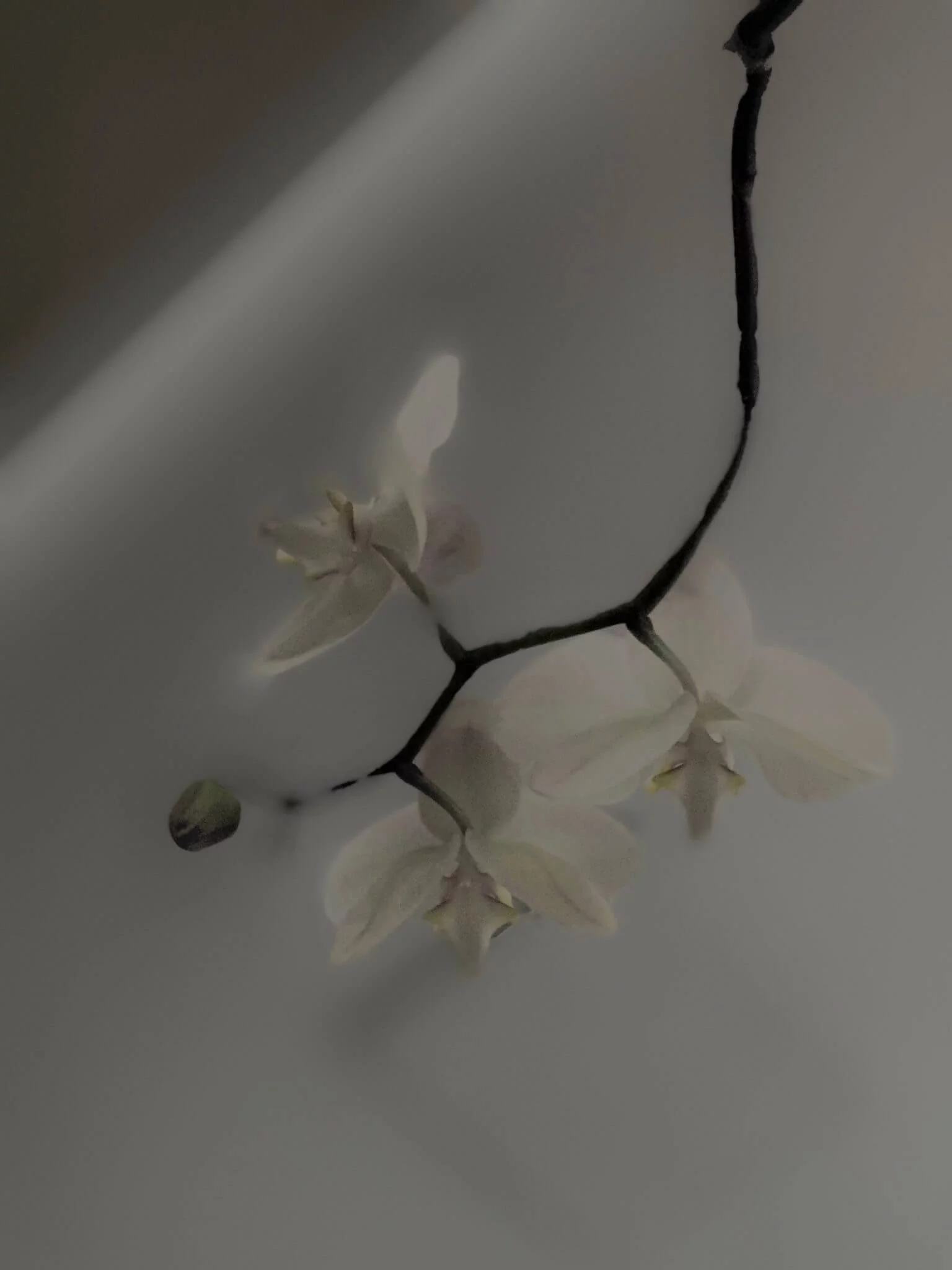 MATTHEW SWARTS A delicate branch of white orchids with a single bud is set against a soft, blurred gray background, creating a minimalistic and tranquil composition that reflects contemporary photography.