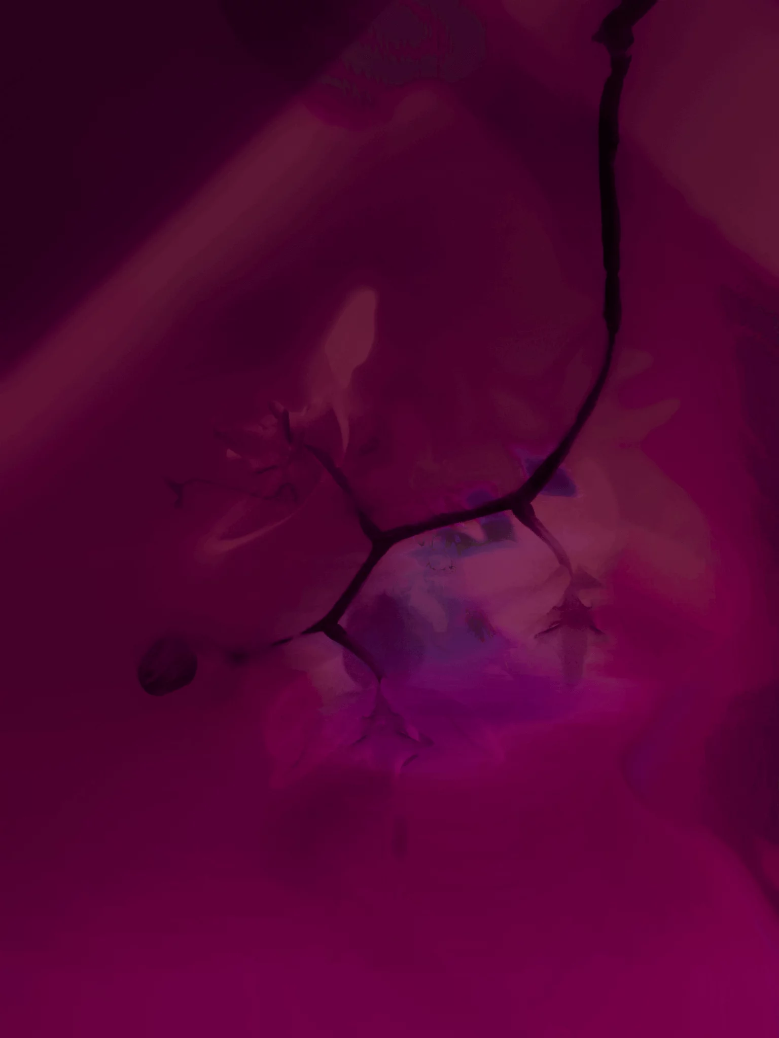 MATTHEW SWARTS Abstract image with deep magenta and purple tones, featuring a dark branching line resembling a crack or stem—hallmarks of contemporary art by Matthew Swarts—with blurred, soft shapes and subtle gradients in the background.