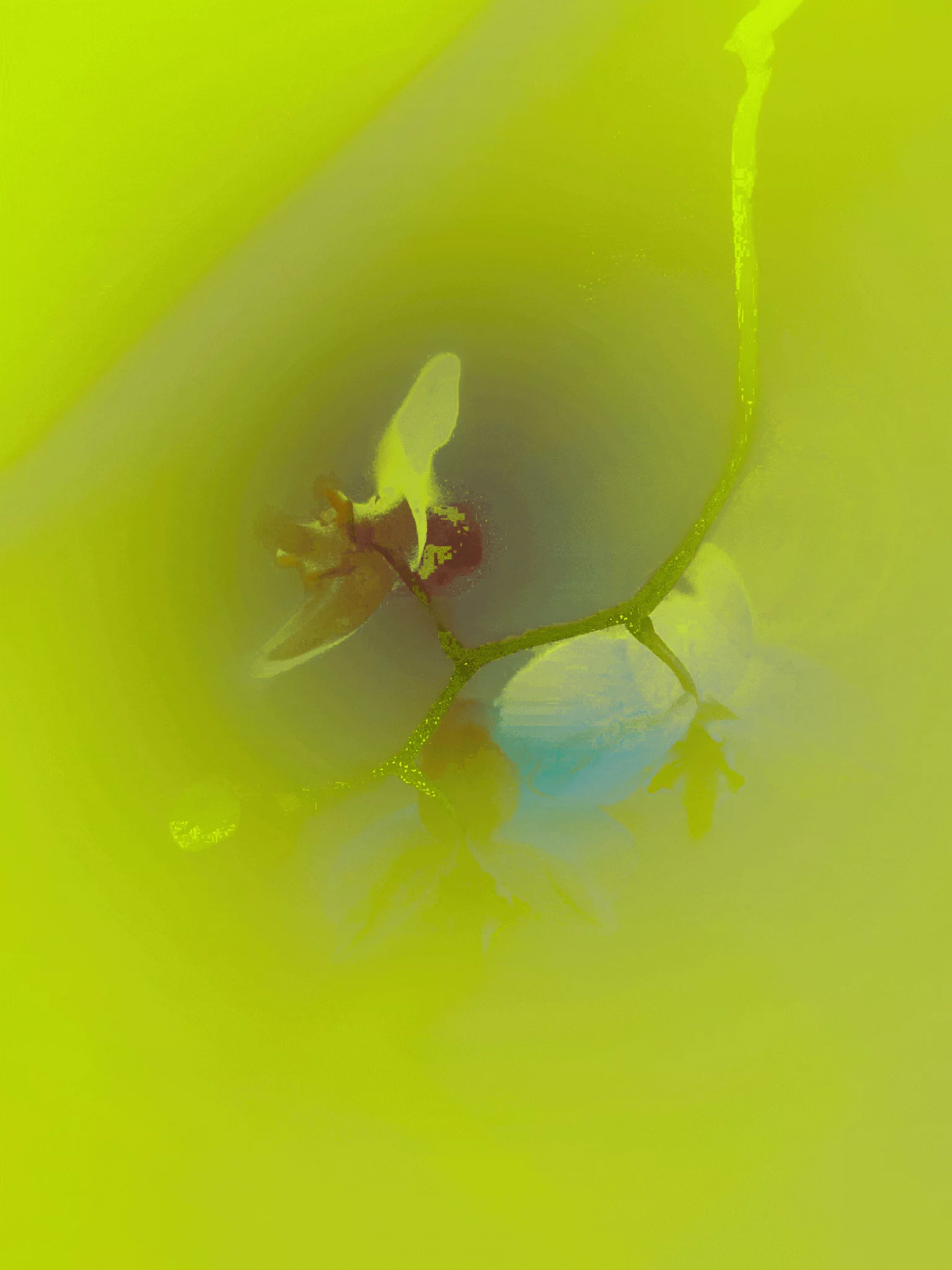 MATTHEW SWARTS A delicate orchid branch with flowers and buds, partially visible through a bright yellow and green haze, creating a dreamy, ethereal effect inspired by contemporary art.